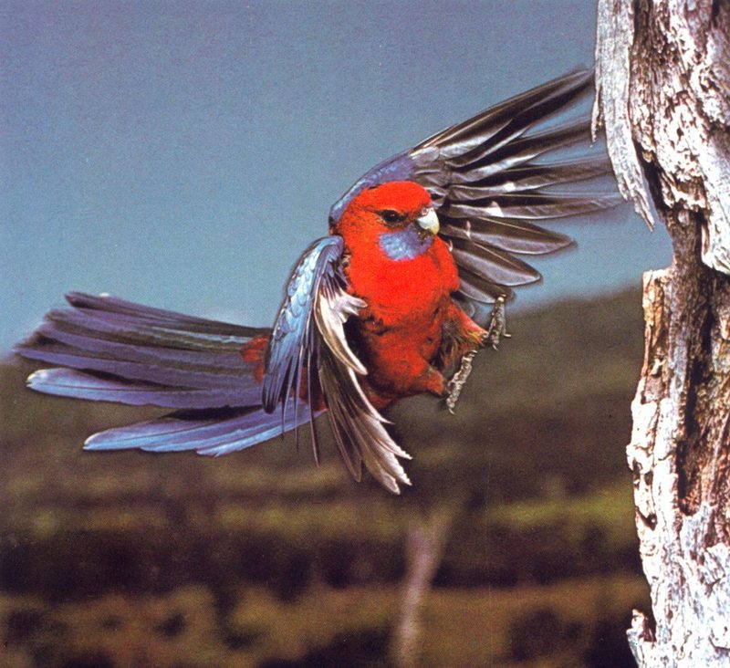 Crimson Rosella; DISPLAY FULL IMAGE.