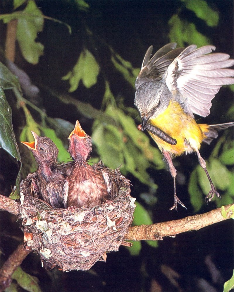 Eastern Yellow Robin (Eopsaltria australis); DISPLAY FULL IMAGE.