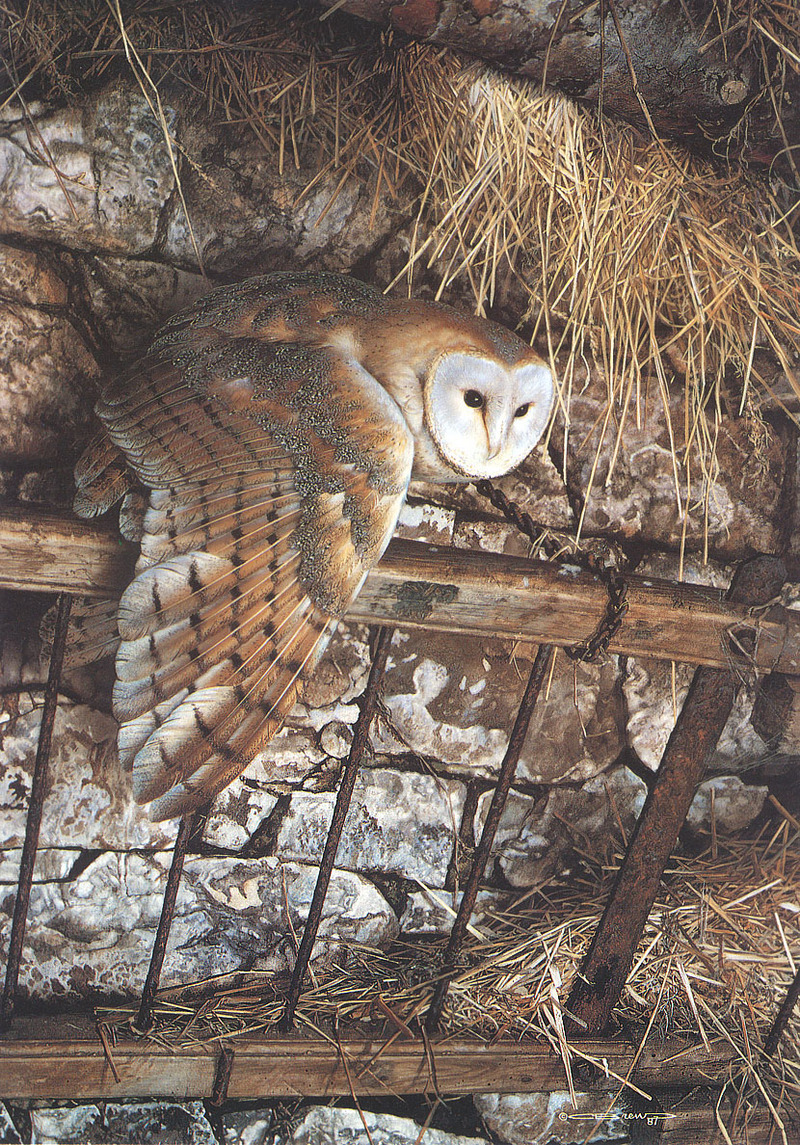 [Carl Brenders - Wildlife Paintings] Mysterious Visitor (Barn Owl); DISPLAY FULL IMAGE.
