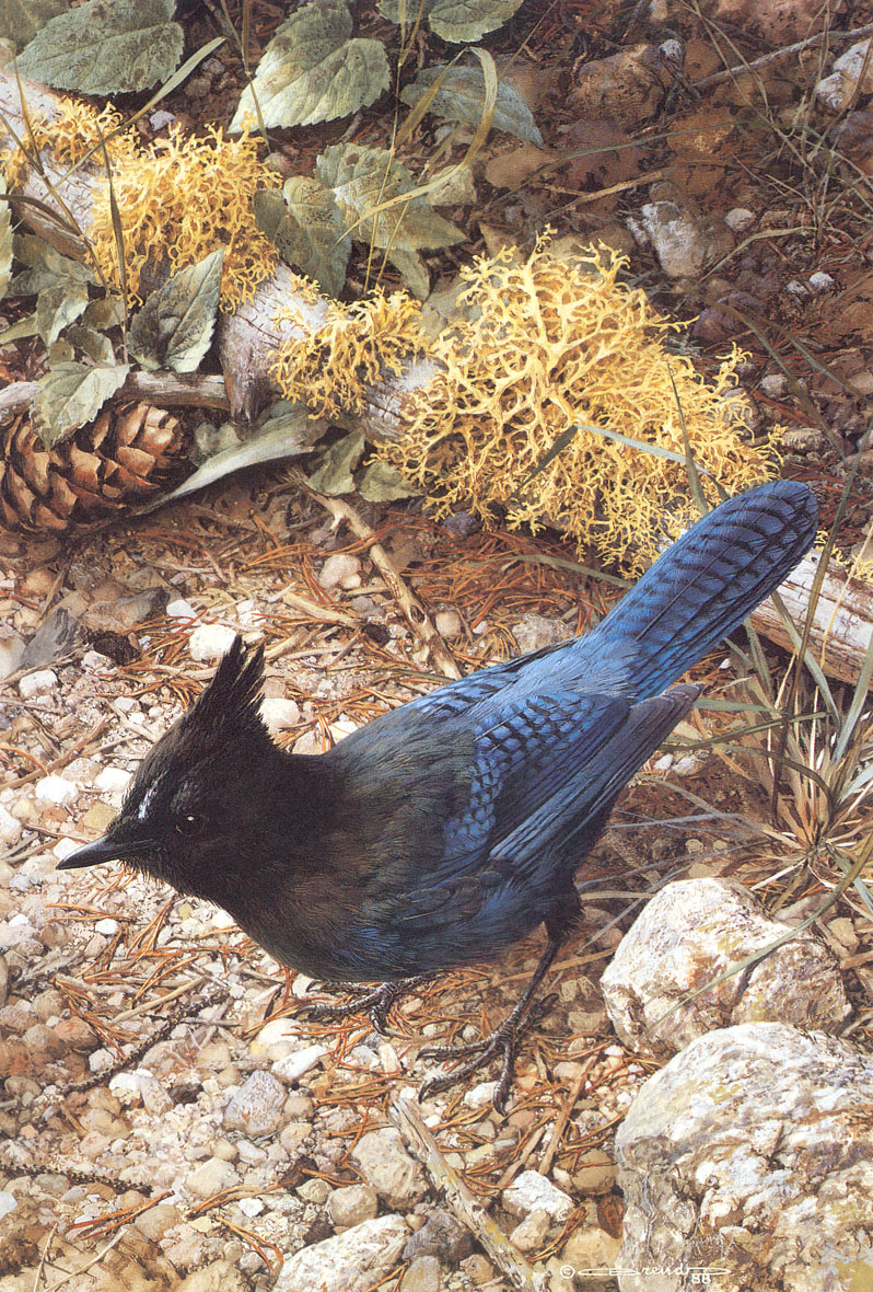 [Carl Brenders - Wildlife Paintings] Steller's Jay; DISPLAY FULL IMAGE.