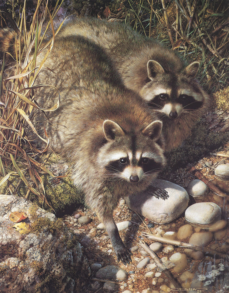 [Carl Brenders - Wildlife Paintings] Waterside Encounter (Raccoons); DISPLAY FULL IMAGE.