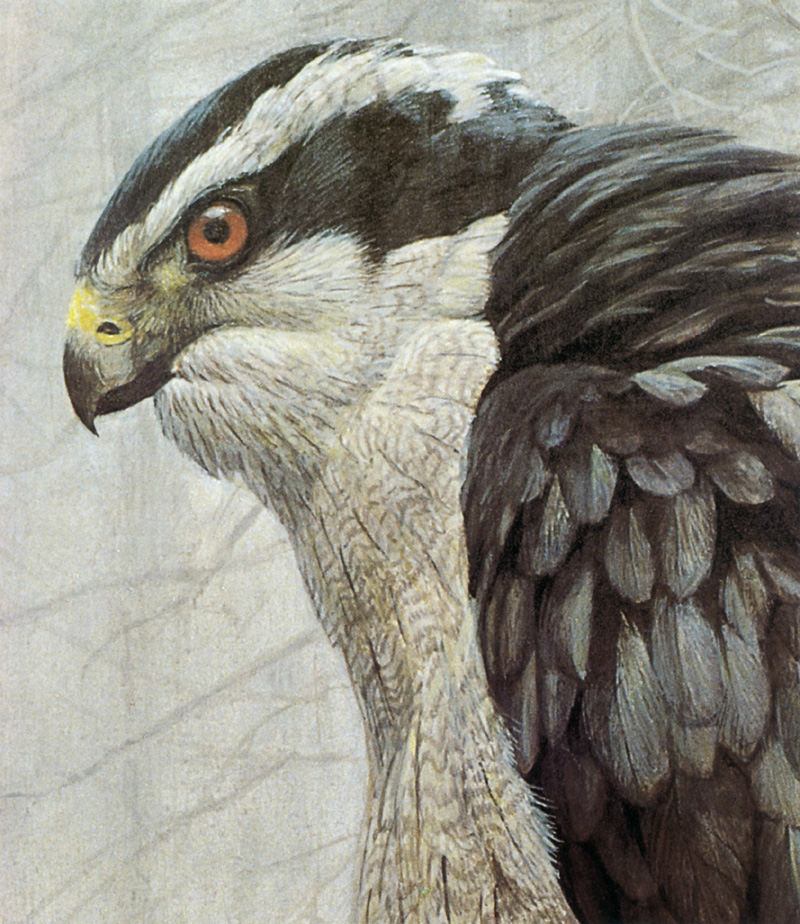 [Robert Bateman] Goshawk; DISPLAY FULL IMAGE.