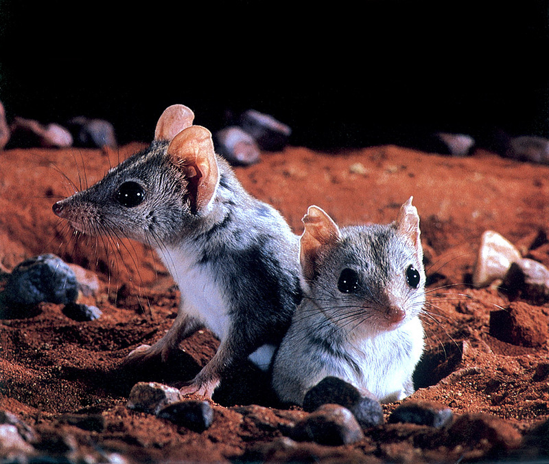 [CPerrien Scan] Australian Native Animals 2002 Calendar - Kowari; DISPLAY FULL IMAGE.