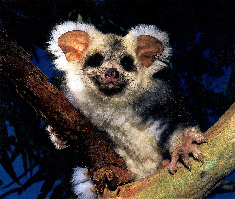 [CPerrien Scan] Australian Native Animals 2002 Calendar - Greater Glider; DISPLAY FULL IMAGE.