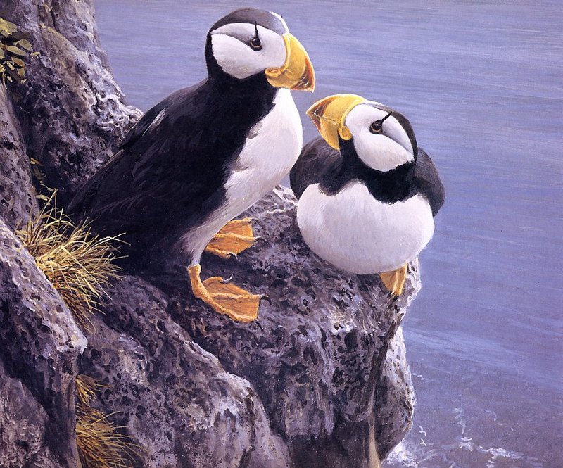 [EndLiss scans - Wildlife Art] Robert Bateman - Horned Puffins; DISPLAY FULL IMAGE.