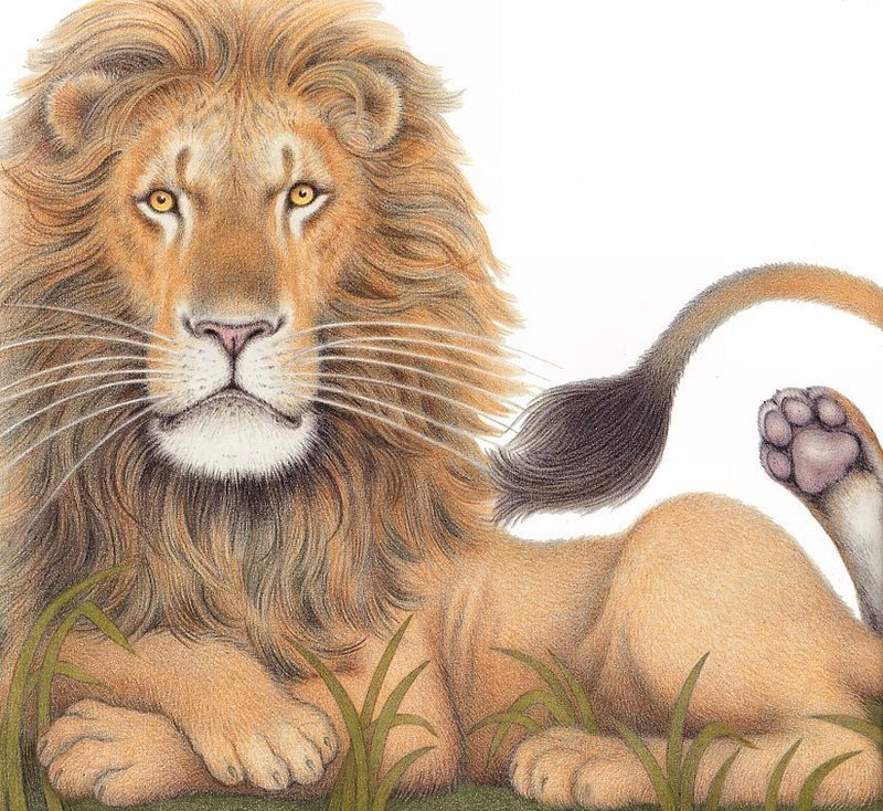 [EndLiss scans - Wildlife Art] Nicola Bayley - Lion; DISPLAY FULL IMAGE.