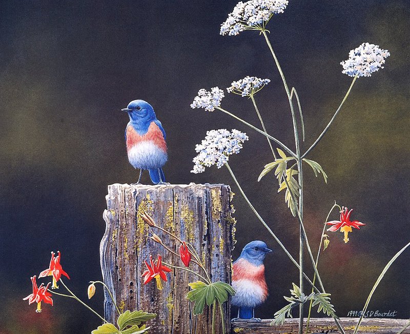 [EndLiss scans - Wildlife Art] Susan Bourdet - Bluebirds; DISPLAY FULL IMAGE.