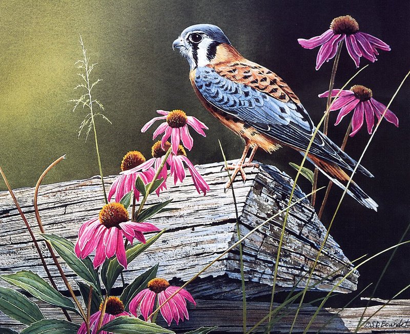 [EndLiss scans - Wildlife Art] Susan Bourdet - Kestrel & Coneflowers; DISPLAY FULL IMAGE.