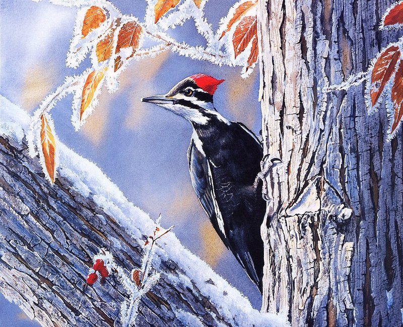 [EndLiss scans - Wildlife Art] Susan Bourdet - Pileated Woodpecker - Dryocopus pileatus; DISPLAY FULL IMAGE.