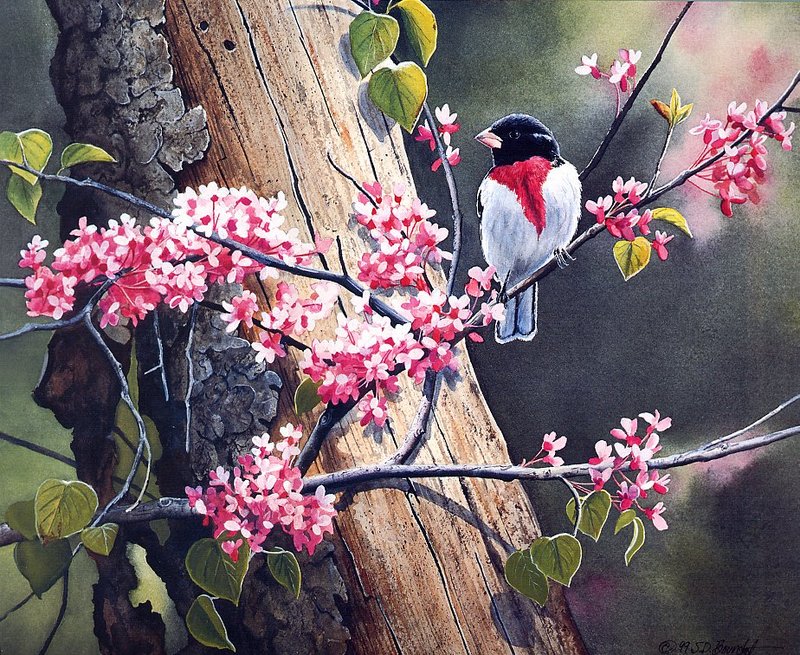 [EndLiss scans - Wildlife Art] Susan Bourdet - Rose & Rosebud - Rose-breasted Grosbeak; DISPLAY FULL IMAGE.