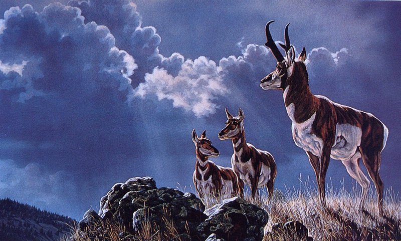[EndLiss scans - Wildlife Art] Jocelyn Lillpot Russell - Protective Order (Pronghorns); DISPLAY FULL IMAGE.