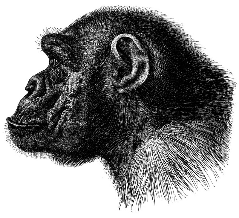 [CPerrien Scans CD02 - Animals(Pen Drawing)] Chimpanzee; DISPLAY FULL IMAGE.