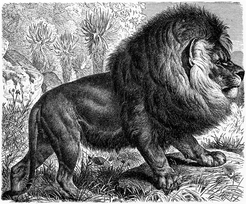 [CPerrien Scans CD02 - Animals(Pen Drawing)] Lion; DISPLAY FULL IMAGE.