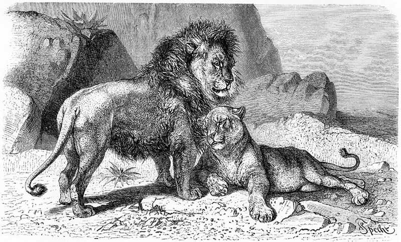 [CPerrien Scans CD02 - Animals(Pen Drawing)] Lion; DISPLAY FULL IMAGE.