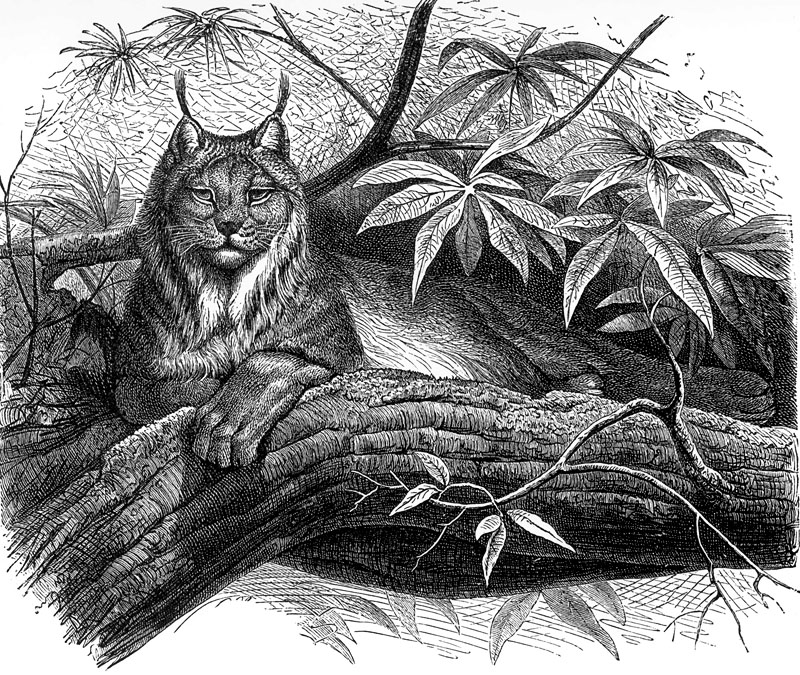 [CPerrien Scans CD02 - Animals(Pen Drawing)] Canada Lynx; DISPLAY FULL IMAGE.