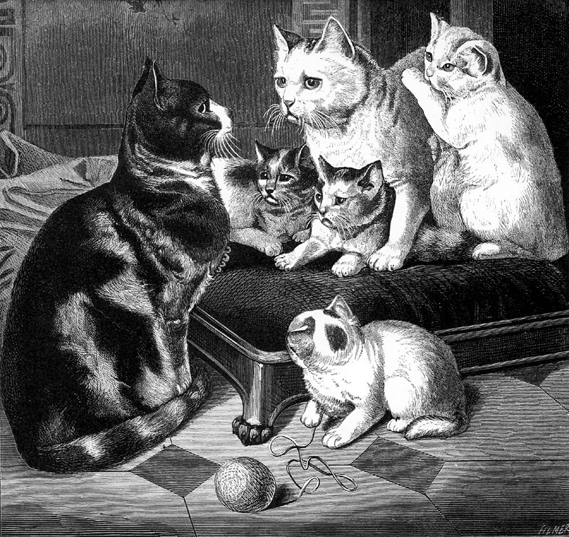 [CPerrien Scans CD02 - Animals(Pen Drawing)] Cats; DISPLAY FULL IMAGE.