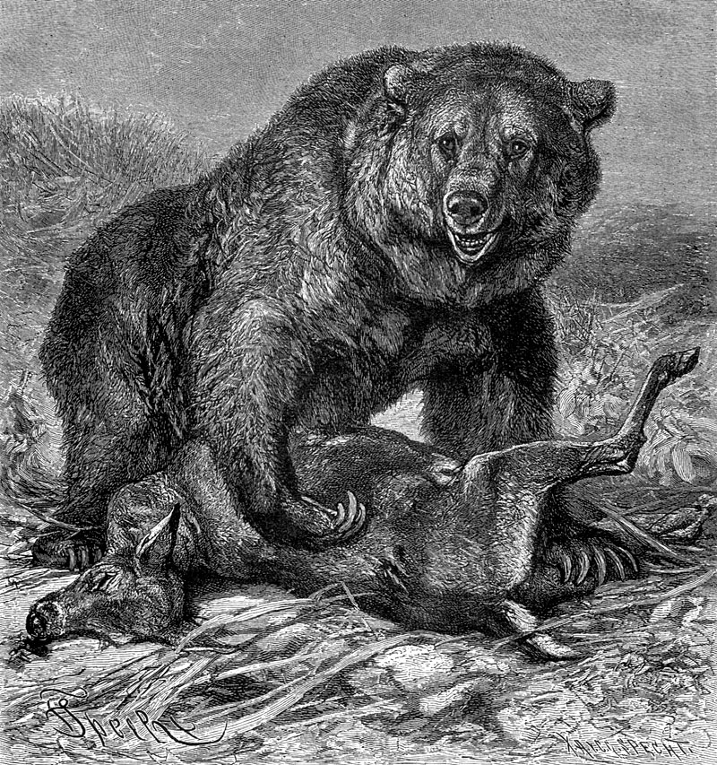 [CPerrien Scans CD02 - Animals(Pen Drawing)] Grizzly Bear; DISPLAY FULL IMAGE.