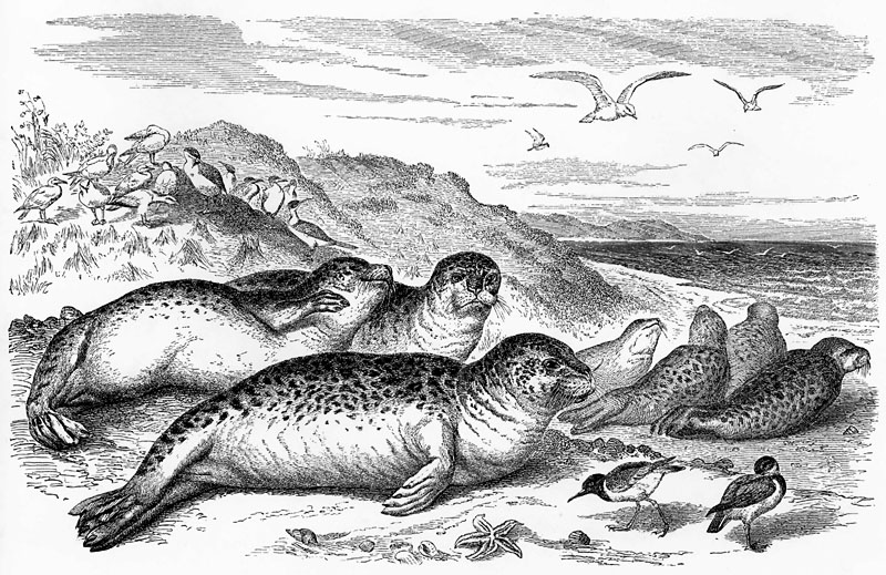 [CPerrien Scans CD02 - Animals(Pen Drawing)] Seals; DISPLAY FULL IMAGE.