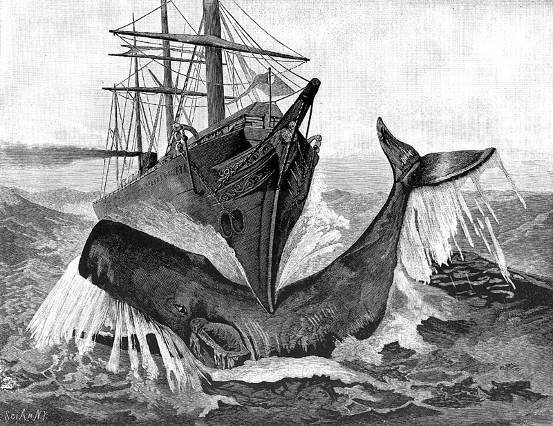[CPerrien Scans CD02 - Animals(Pen Drawing)] Whale; DISPLAY FULL IMAGE.