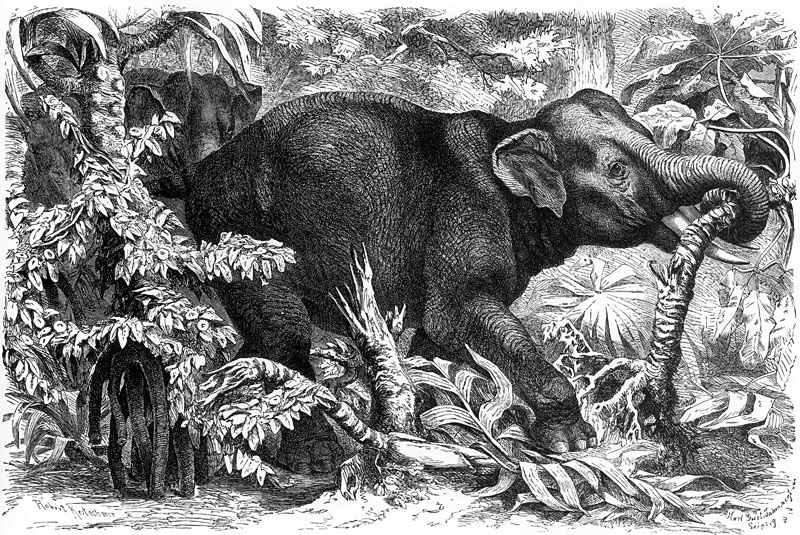 [CPerrien Scans CD02 - Animals(Pen Drawing)] Elephant; DISPLAY FULL IMAGE.