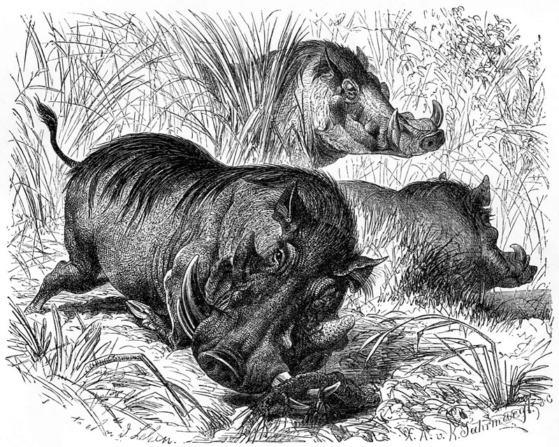 [CPerrien Scans CD02 - Animals(Pen Drawing)] Warthogs; DISPLAY FULL IMAGE.