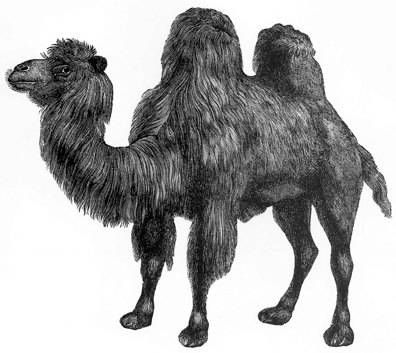 [CPerrien Scans CD02 - Animals(Pen Drawing)] Camel; DISPLAY FULL IMAGE.