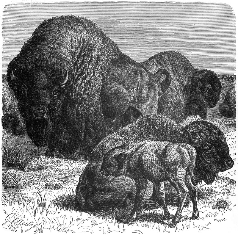 [CPerrien Scans CD02 - Animals(Pen Drawing)] Bisons; DISPLAY FULL IMAGE.