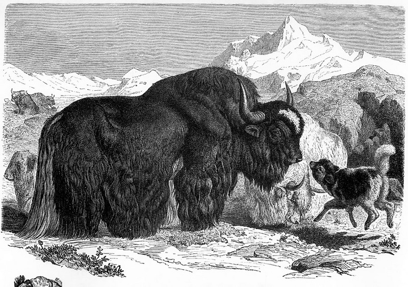 [CPerrien Scans CD02 - Animals(Pen Drawing)] Yak; DISPLAY FULL IMAGE.