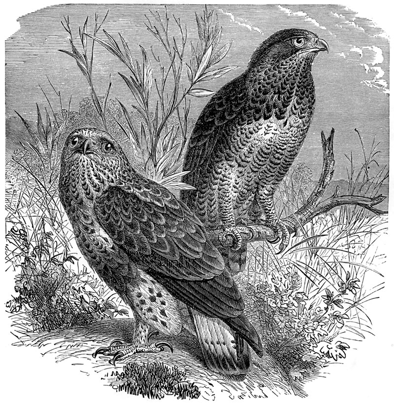 [CPerrien Scans CD02 - Animals(Pen Drawing)] buzzard; DISPLAY FULL IMAGE.