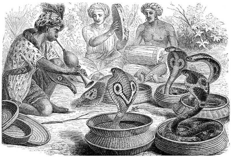 [CPerrien Scans CD02 - Animals(Pen Drawing)] cobra; DISPLAY FULL IMAGE.