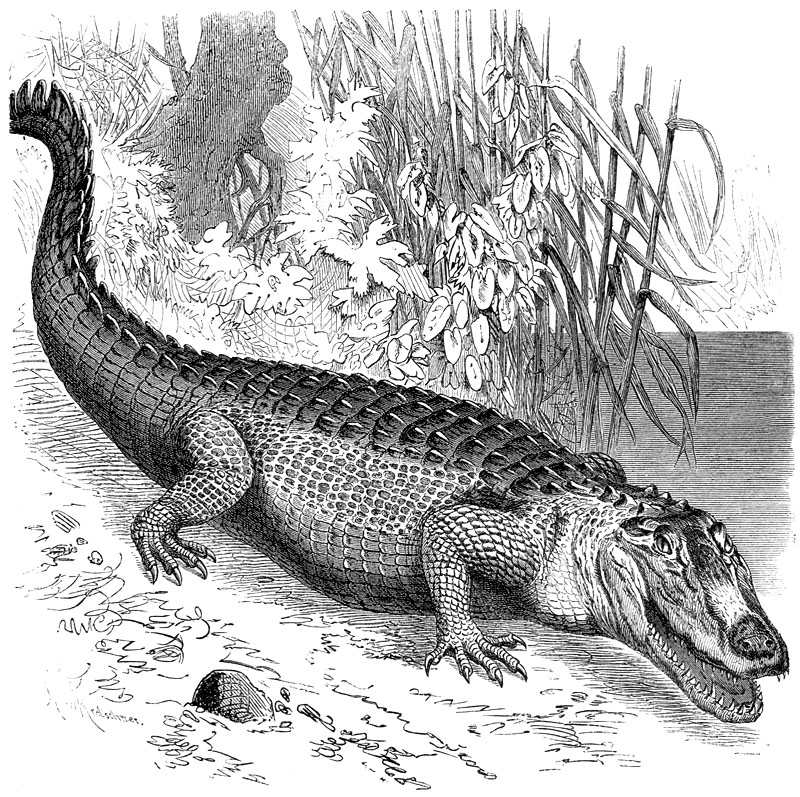 [CPerrien Scans CD02 - Animals(Pen Drawing)] caiman; DISPLAY FULL IMAGE.