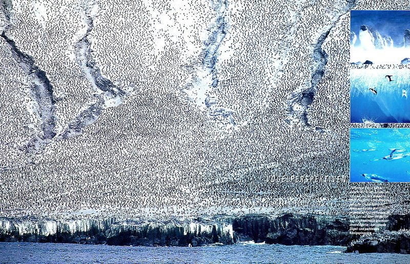 [achAT-scans] Antarctic - Penguin colony; DISPLAY FULL IMAGE.