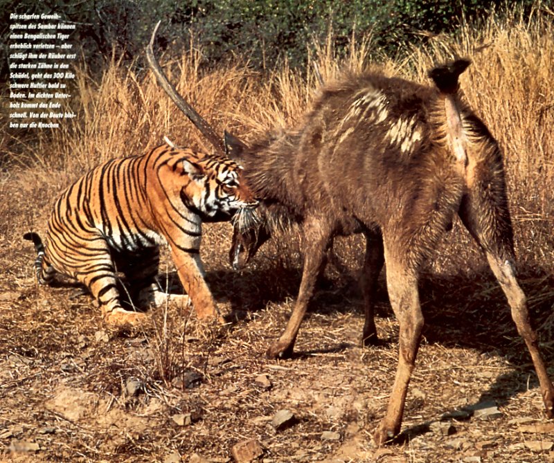 [achAT-scans] Tigers(1994); DISPLAY FULL IMAGE.