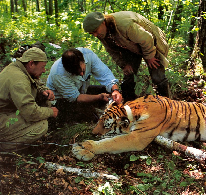 [achAT-scans] Tigers(1994); DISPLAY FULL IMAGE.