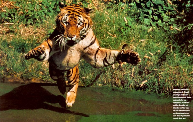 [achAT-scans] Tigers(1994); DISPLAY FULL IMAGE.