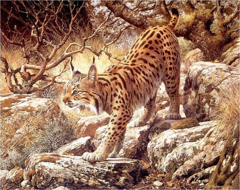 [Elon Animal Scans] Painted by Carl Brenders, Ghostly Quiet (Bobcat); DISPLAY FULL IMAGE.