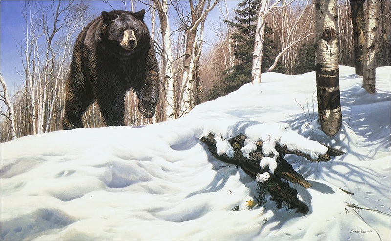 [Elon Animal Scans] Painted by John Seerey-Lester, Breaking Cover, American Black Bear; DISPLAY FULL IMAGE.