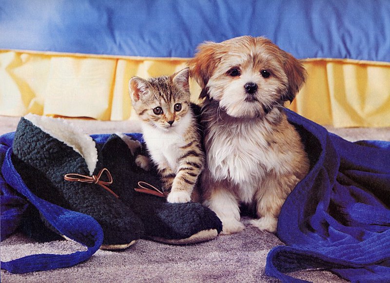 [GrayCreek Scans - 2002 Calendar] Puppies & Kittens; DISPLAY FULL IMAGE.