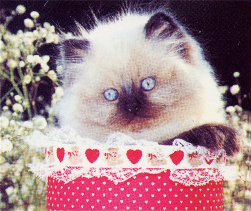 [GrayCreek Scans - 2002 Calendar] Kittens; DISPLAY FULL IMAGE.