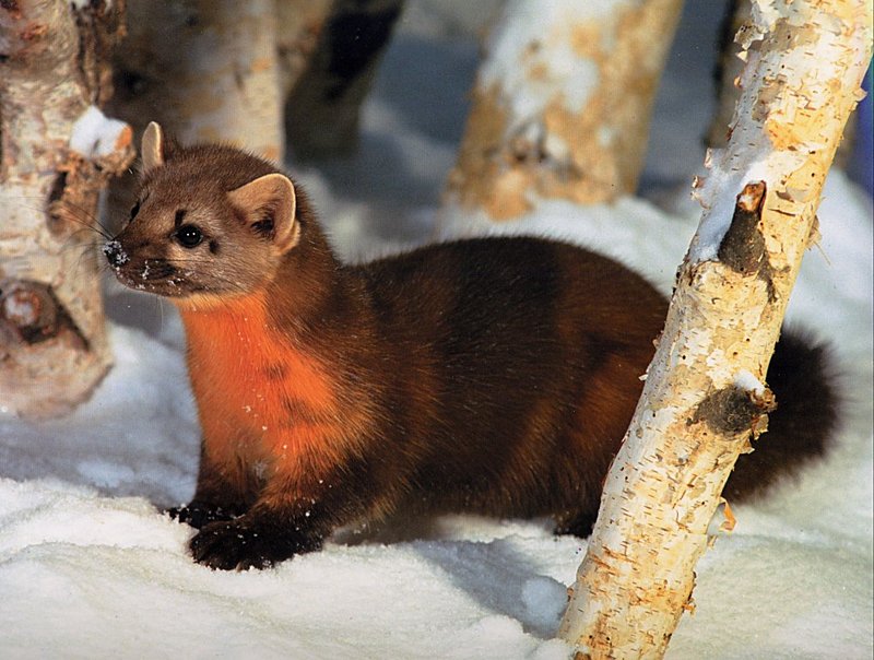 [GrayCreek Scans - 2002 Calendar] Northwoods Wildlife - Pine Marten; DISPLAY FULL IMAGE.