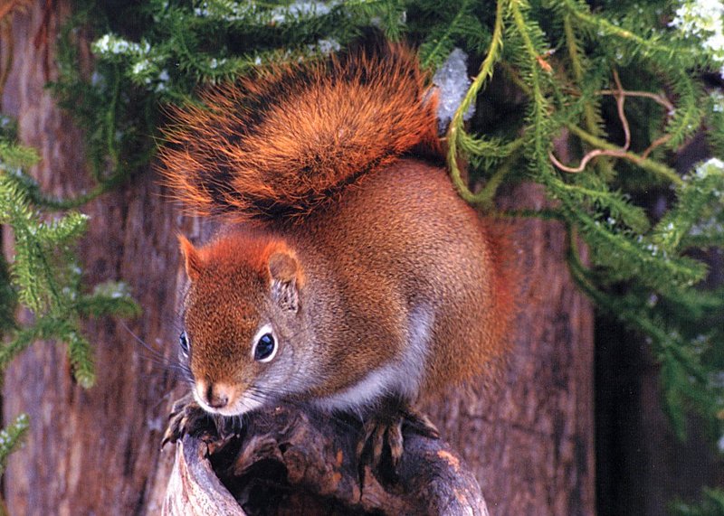 [GrayCreek Scans - 2002 Calendar] Northwoods Wildlife - Red Squirrel; DISPLAY FULL IMAGE.