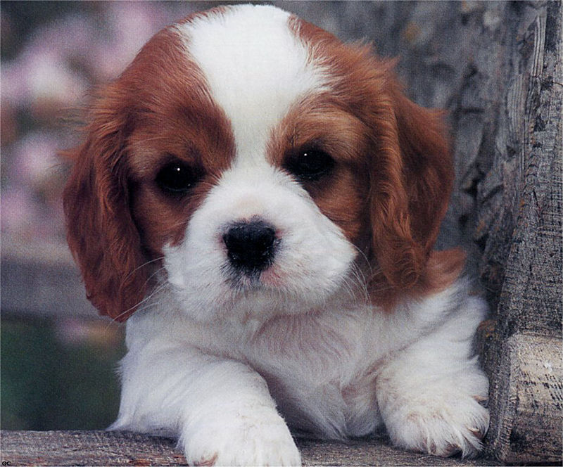 [GrayCreek Scans - 2003 Calendar] Puppies; DISPLAY FULL IMAGE.