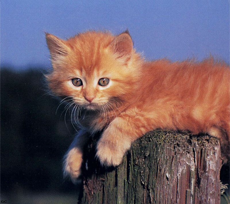 [GrayCreek Scans - 2003 Calendar] Kittens; DISPLAY FULL IMAGE.