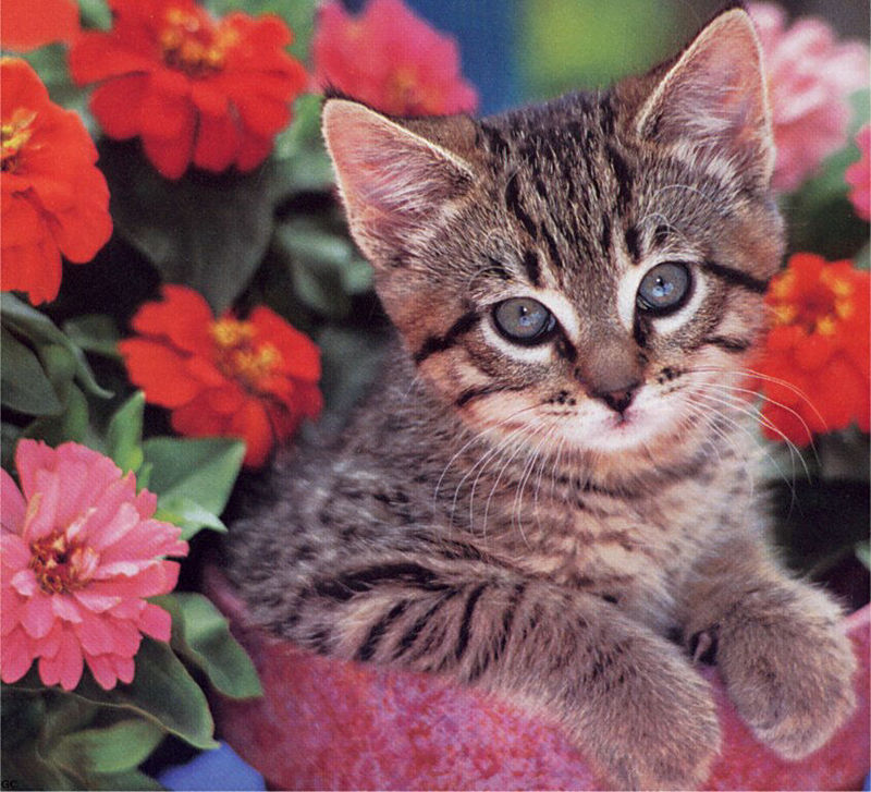 [GrayCreek Scans - 2003 Calendar] Kittens; DISPLAY FULL IMAGE.