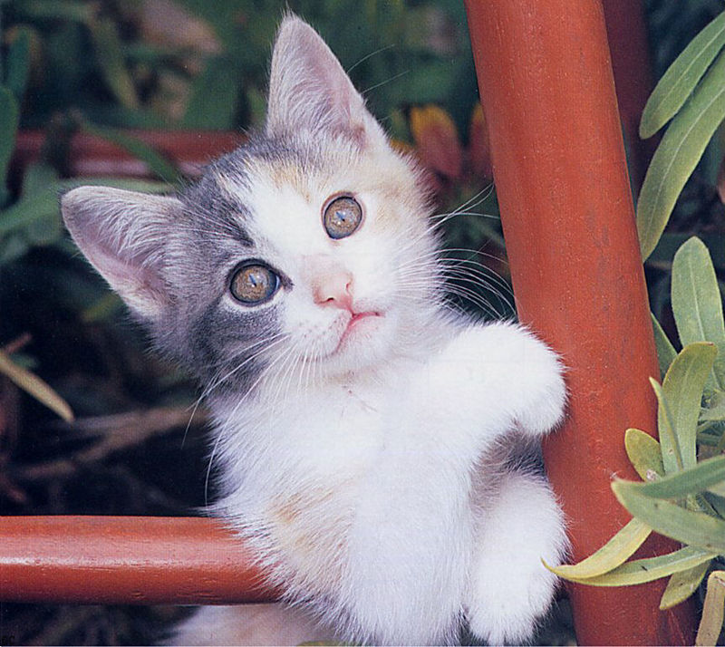 [GrayCreek Scans - 2003 Calendar] Kittens; DISPLAY FULL IMAGE.