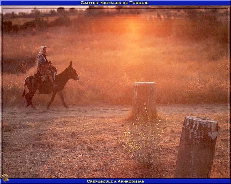 [PO scan - Postcard of Turkey] Donkey; DISPLAY FULL IMAGE.