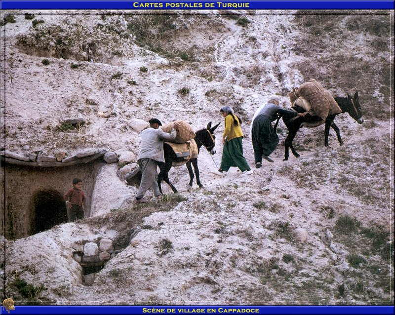 [PO scan - Postcard of Turkey] Donkeys; DISPLAY FULL IMAGE.