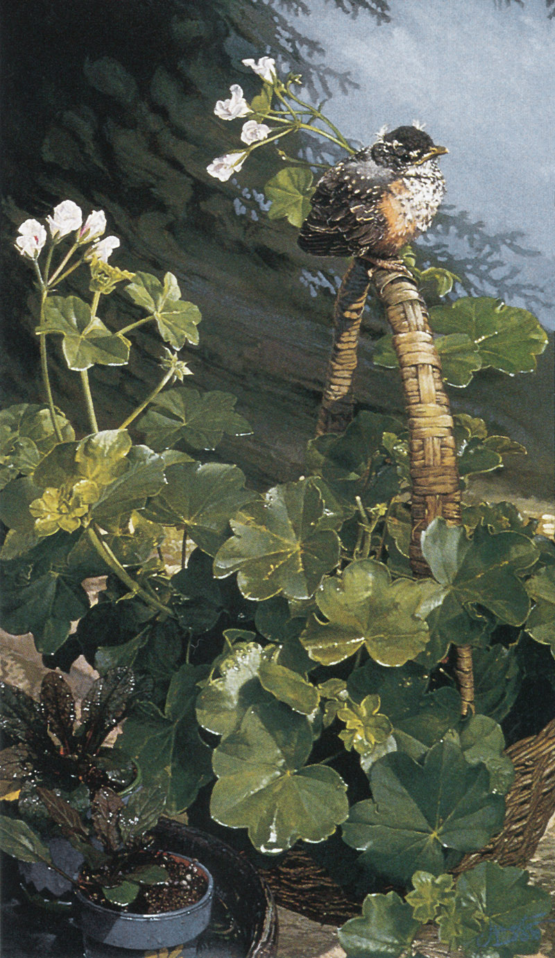 [FlowerChild scans - Wildlife-Birds] Painted by John Buxton, Out 'n About; DISPLAY FULL IMAGE.