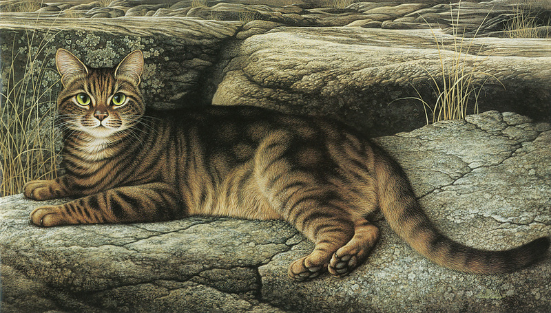 [FlowerChild scans] Painted by Braldt Bralds, Rock Star (Cat); DISPLAY FULL IMAGE.