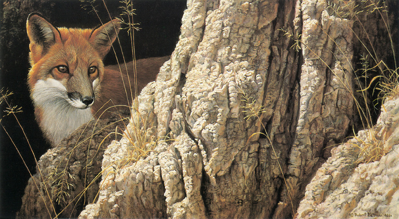 [FlowerChild scans] Painted by Robert Bateman, Red Fox; DISPLAY FULL IMAGE.